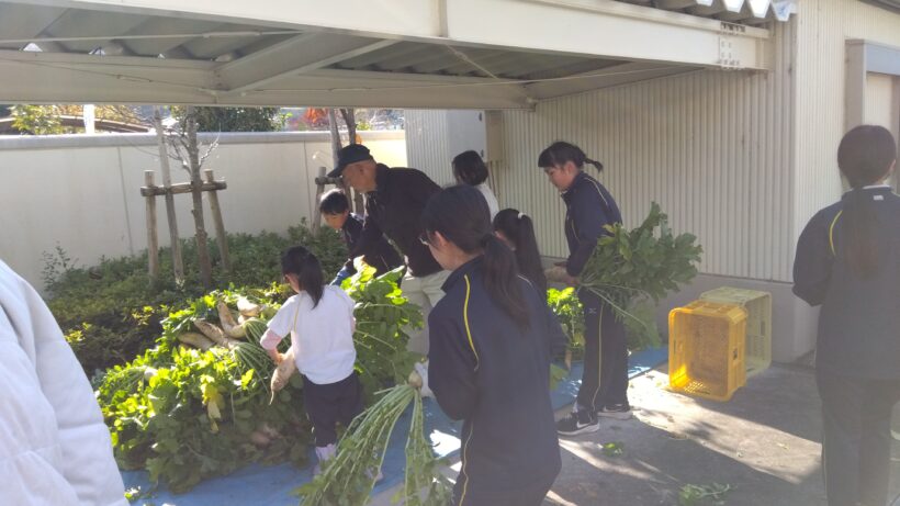 大根収穫（1・6年生）