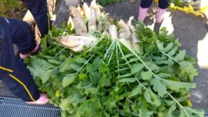 大根収穫（1・6年生）