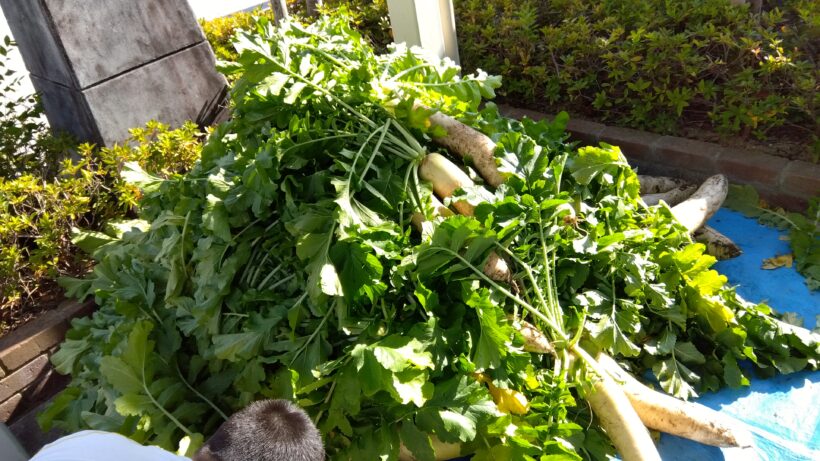 大根収穫（1・6年生）