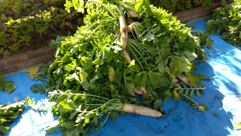 大根収穫（1・6年生）