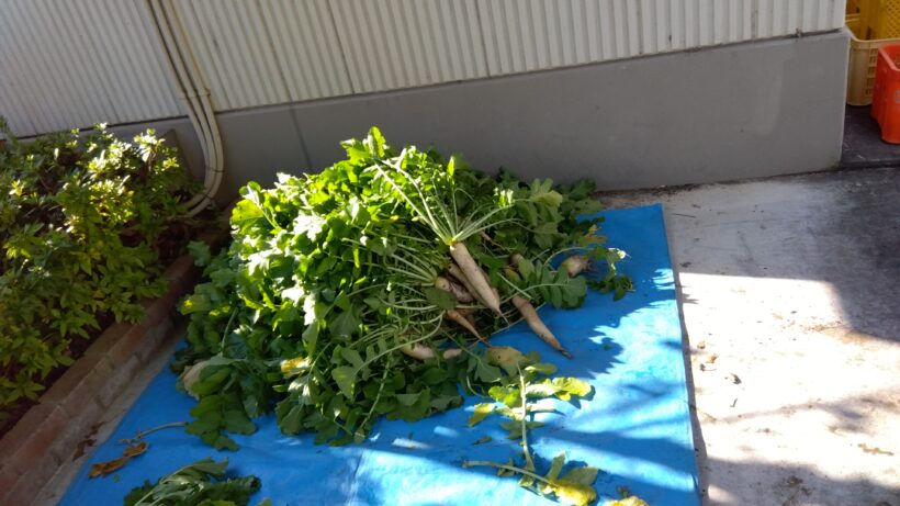 大根収穫（1・6年生）