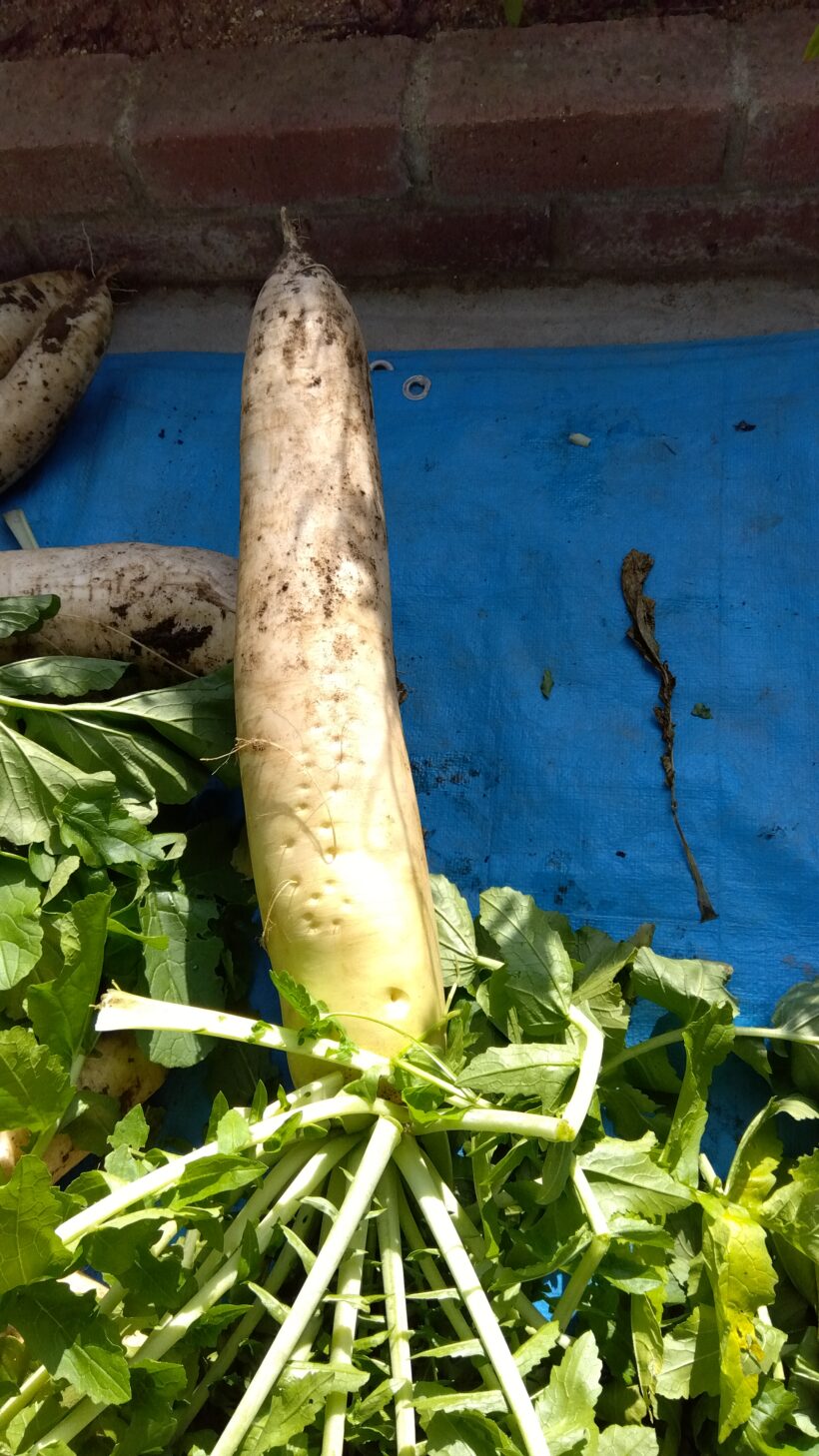 大根収穫（1・6年生）