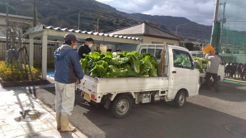 白菜収穫（２/５年生）