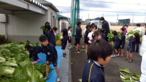 白菜収穫（２/５年生）