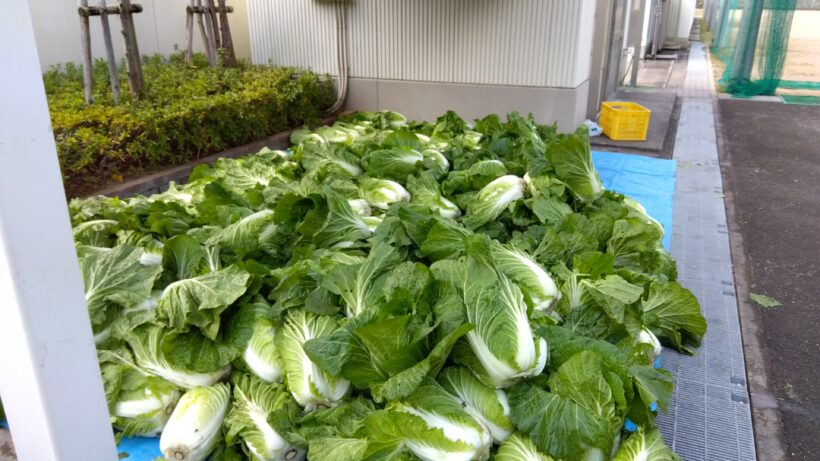 白菜収穫（２/５年生）