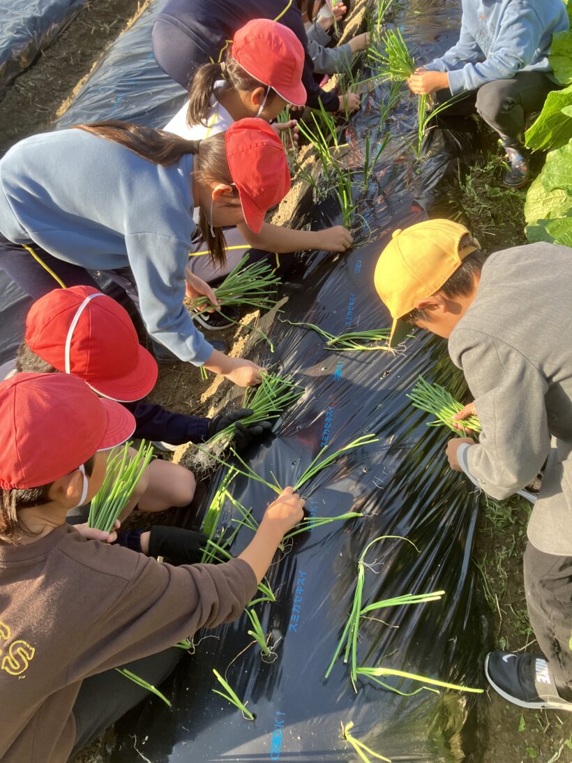 タマネギ植え（３/４年生）