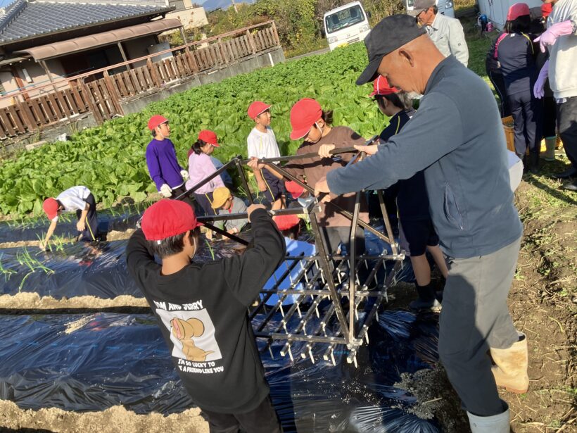 タマネギ植え（３/４年生）