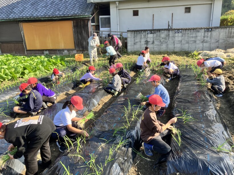 タマネギ植え（３/４年生）