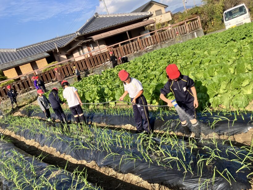 タマネギ植え（３/４年生）