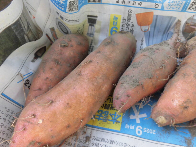 10/27 今日の田中小