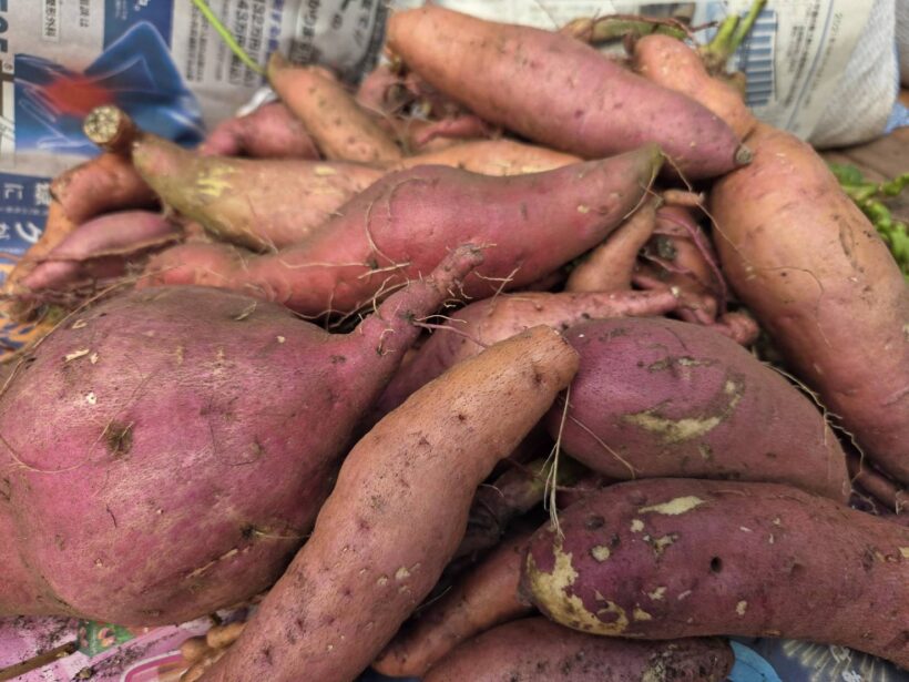 10/28 今日の田中小