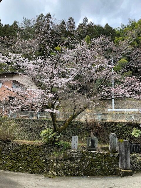 3月22日　桜咲く！