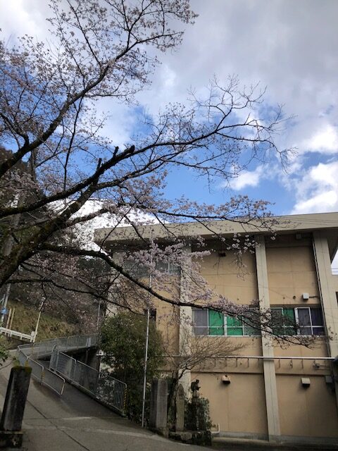 3月22日　桜咲く！