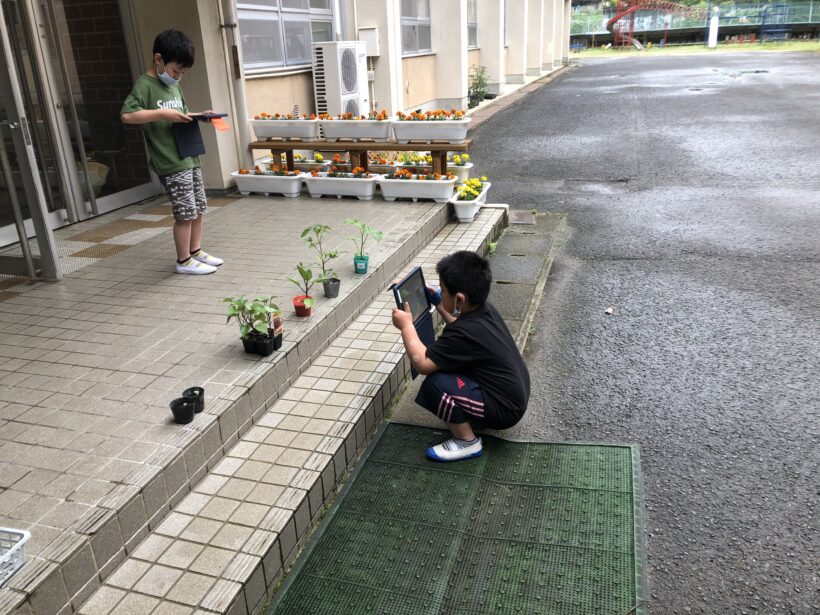 5月18日　植物の観察（小学校）