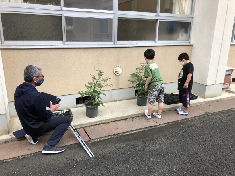 5月18日　植物の観察（小学校）