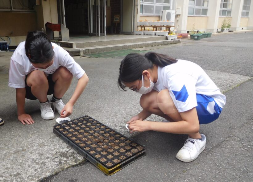 6月7日　黒豆の植え付け（中学校）