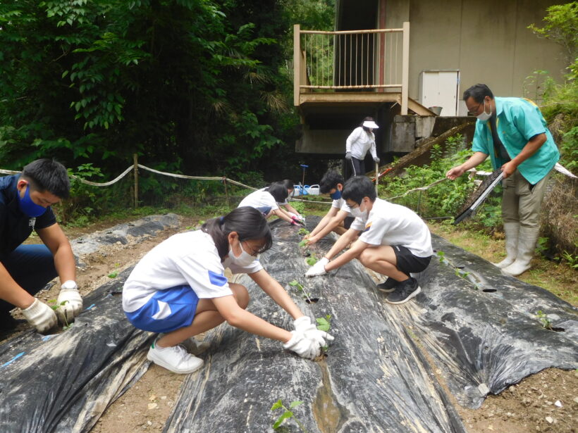 6月21日　黒豆の定植（中学校）