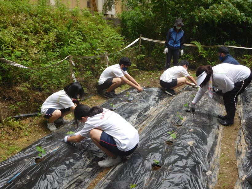 6月21日　黒豆の定植（中学校）