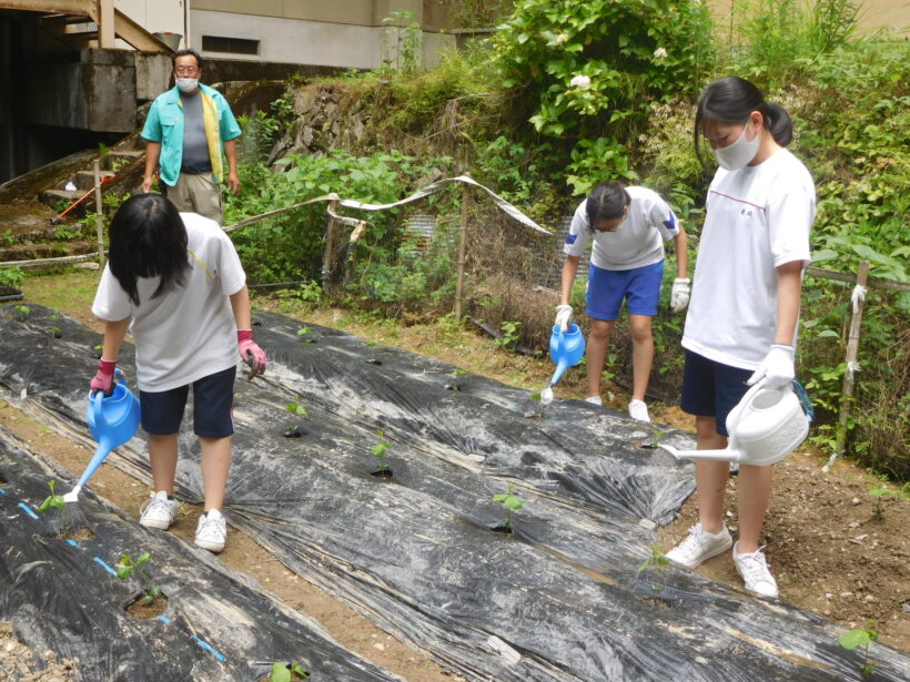 6月21日　黒豆の定植（中学校）