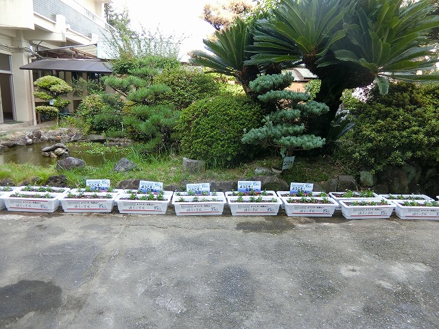 和歌山県花いっぱい運動