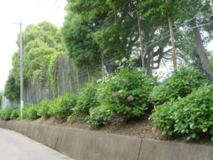 運動場斜面の草刈り作業