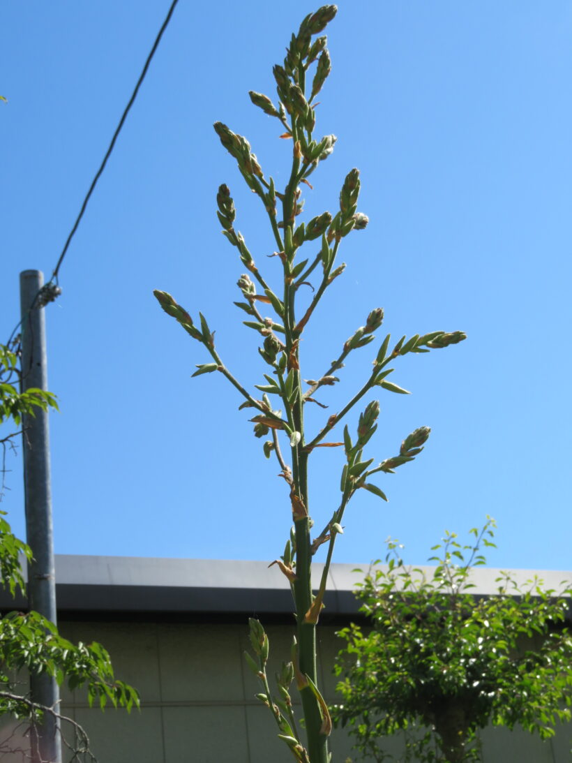 イトランもうすぐ開花
