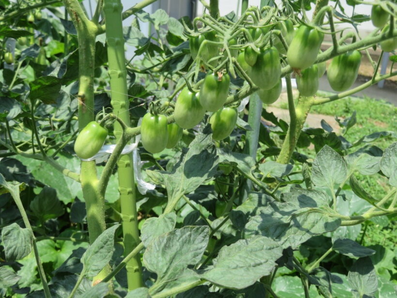 学級農園の野菜