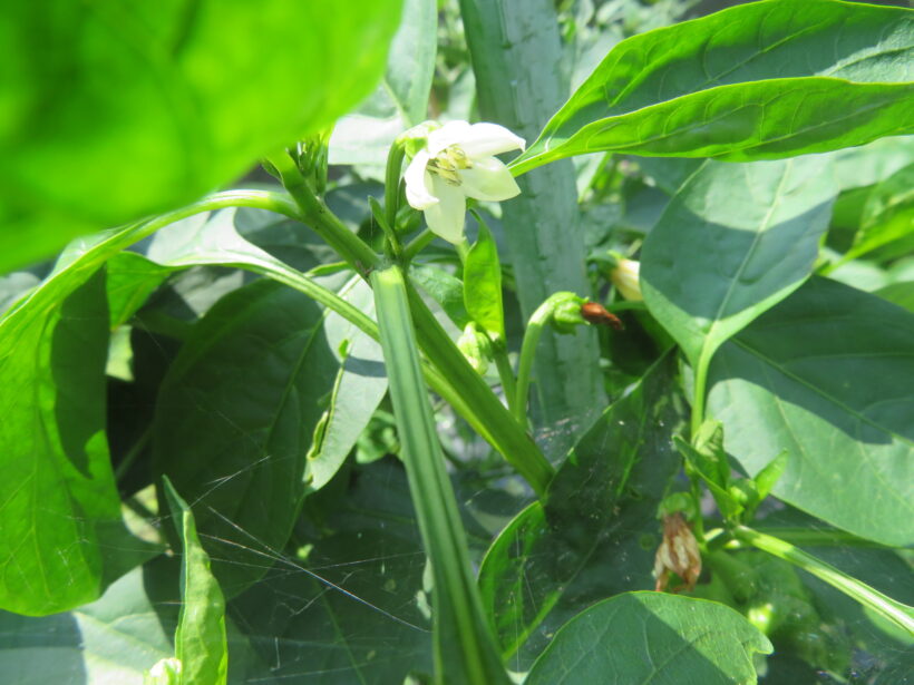 学級農園の野菜