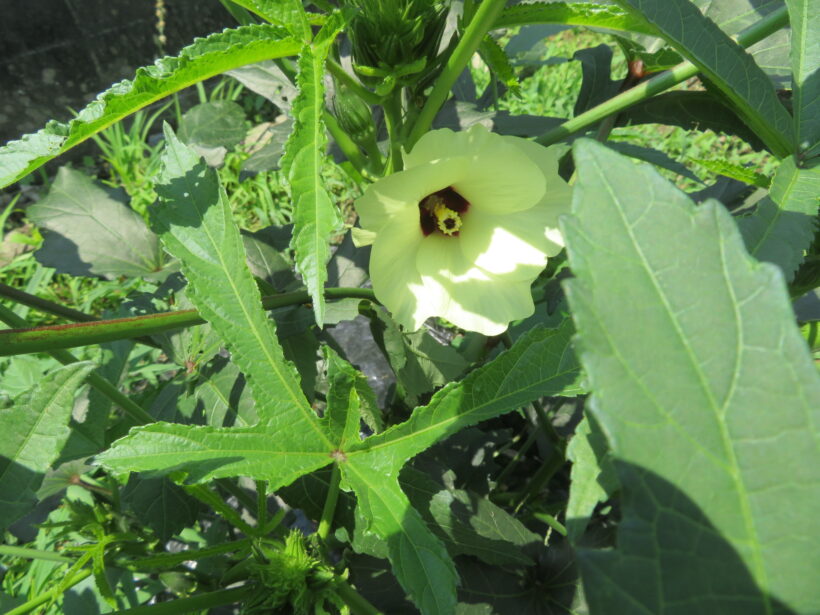 学級農園の野菜