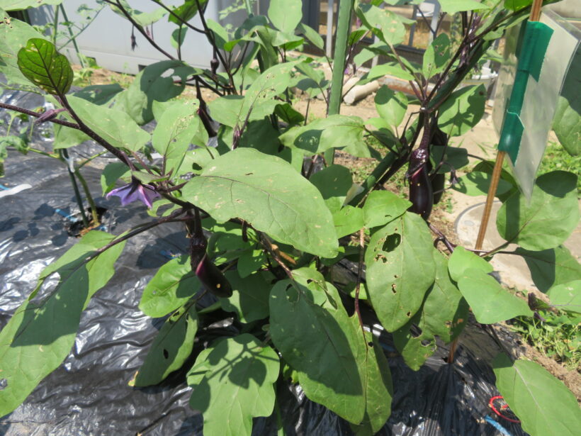 学級農園の野菜