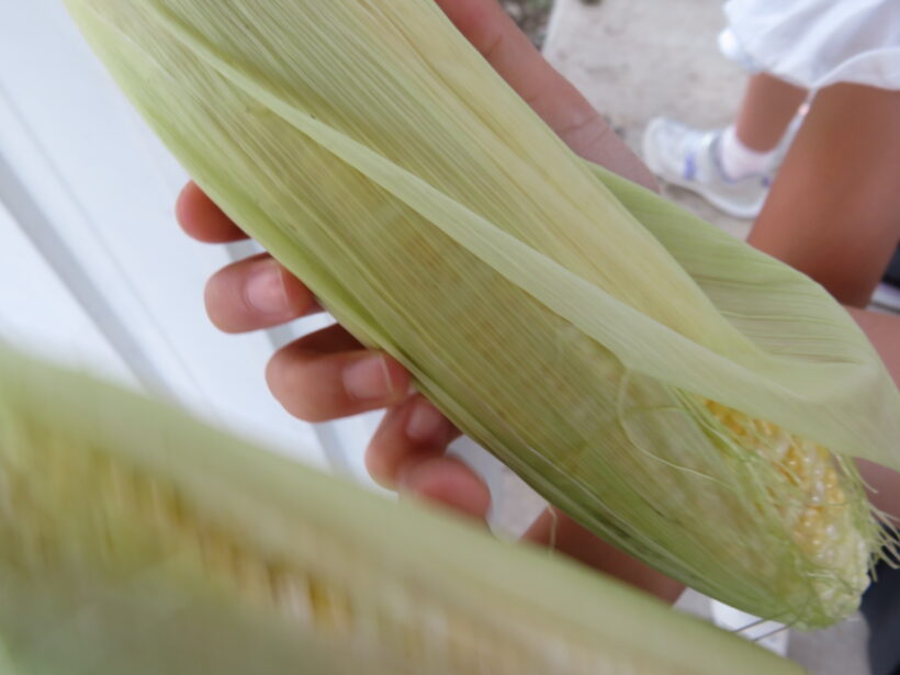 学級農園の野菜