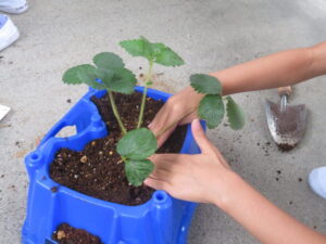 イチゴの苗植え