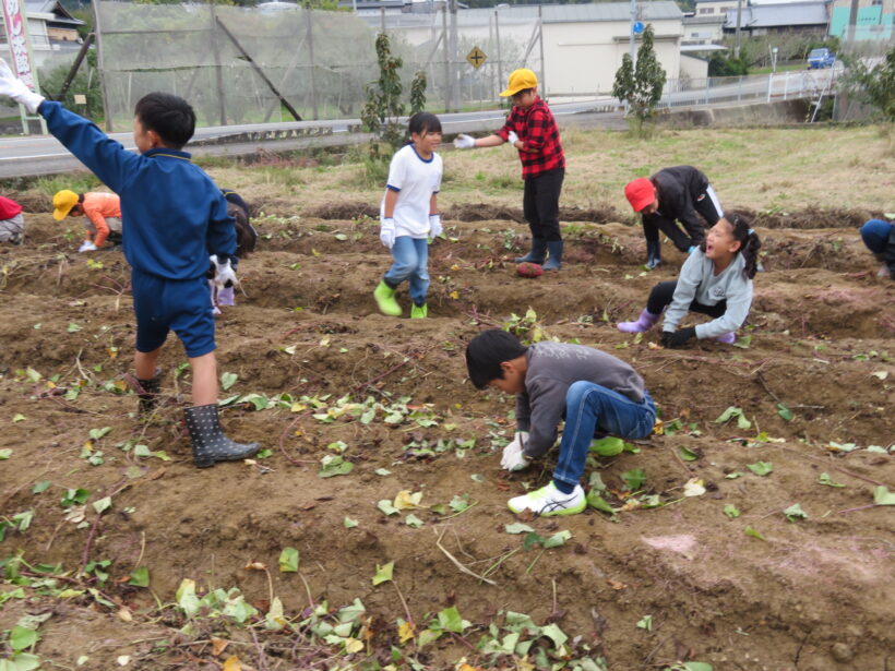 さつまいもほり３・４年生