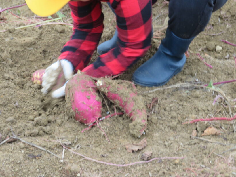 さつまいもほり３・４年生
