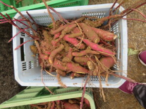 さつまいもほり３・４年生