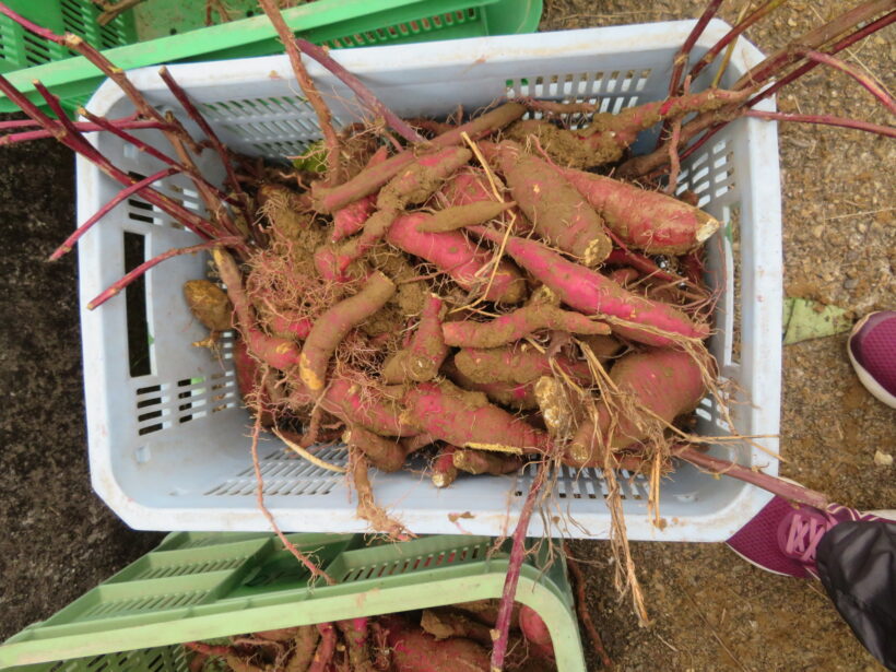 さつまいもほり３・４年生