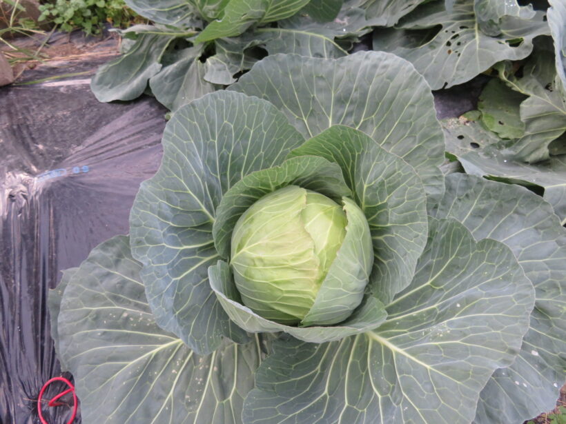 冬野菜
