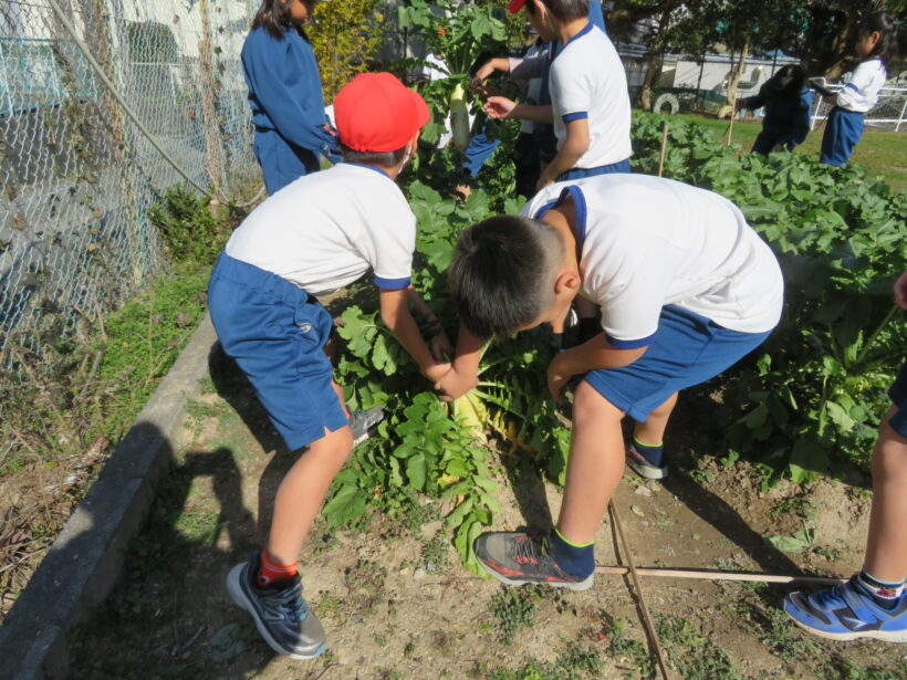 大根のおすそわけ