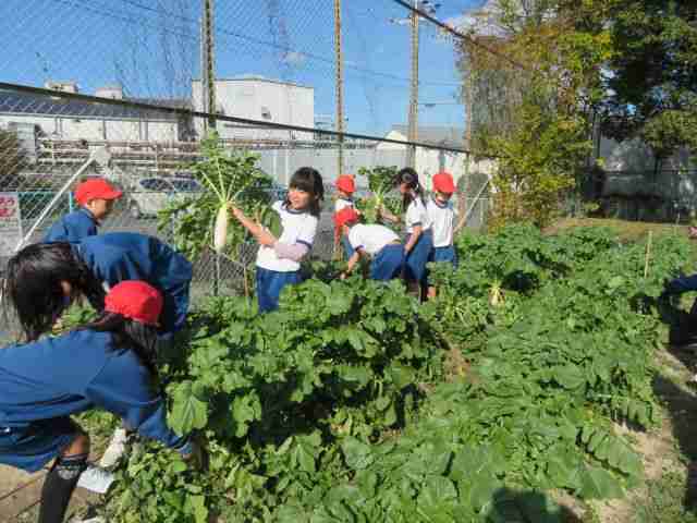 大根のおすそわけ