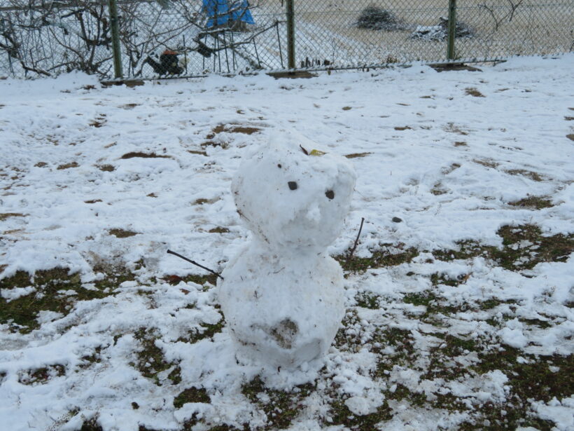 雪が降りました
