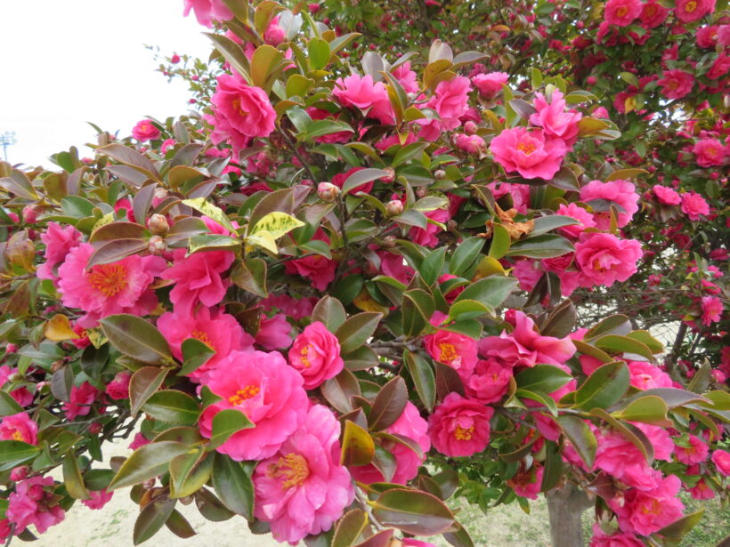 サザンカの花満開