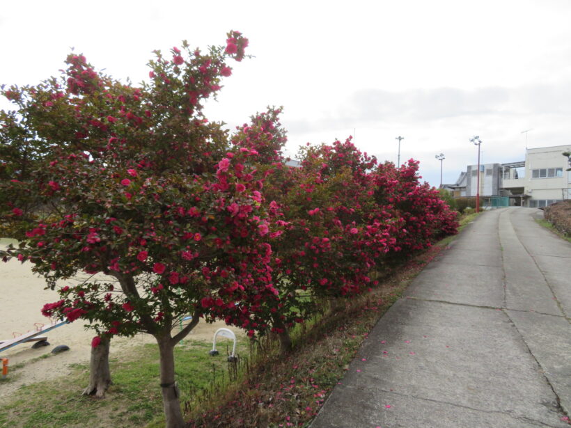 サザンカの花満開